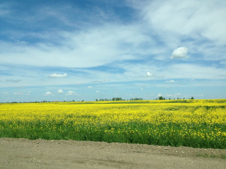 Фото 2338844 в коллекции Мои фотографии - наперегонки
