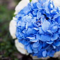Два серебряных кольца на букете невесты из голубых гортензий и белых роз