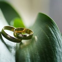 Обручальные кольца на листе комнатного растения