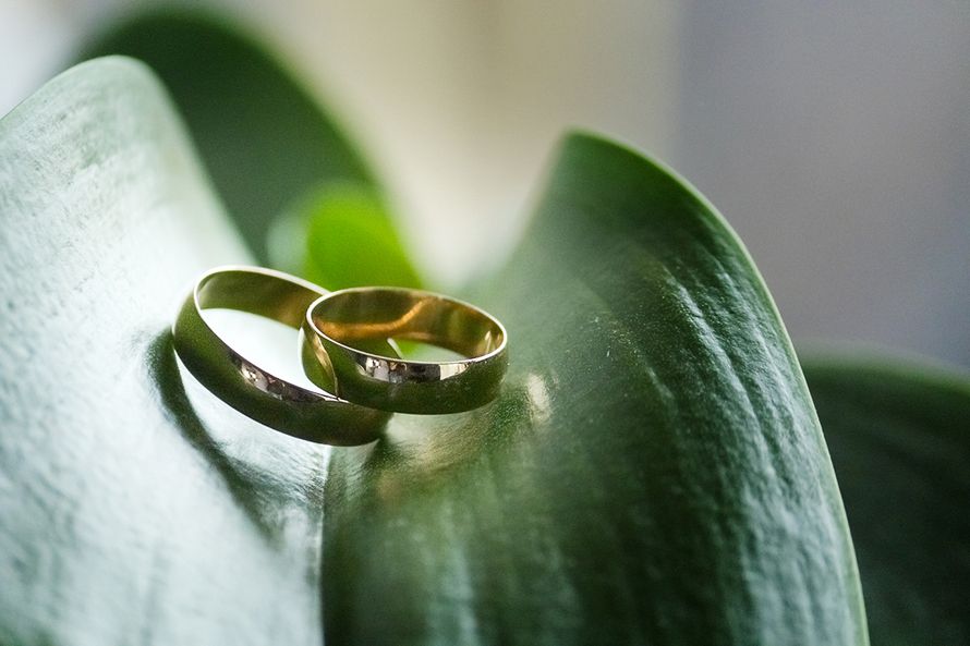 Обручальные кольца на листе комнатного растения - фото 4342437 Фотограф Ольга Корбут