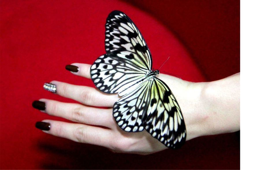 Idea leuconoe – Рисовая бумага. Большая бабочка, размахом крыльев от 12 до 16 см. Одна из самых долгоживущих среди наших бабочек (от 2-х до 7ми недель). Ах если бы вы видели как она порхает!
Узнать цену по т. 8-953-921-0814 или на  - фото 5835618 Живые бабочки "Бабочкин дом"