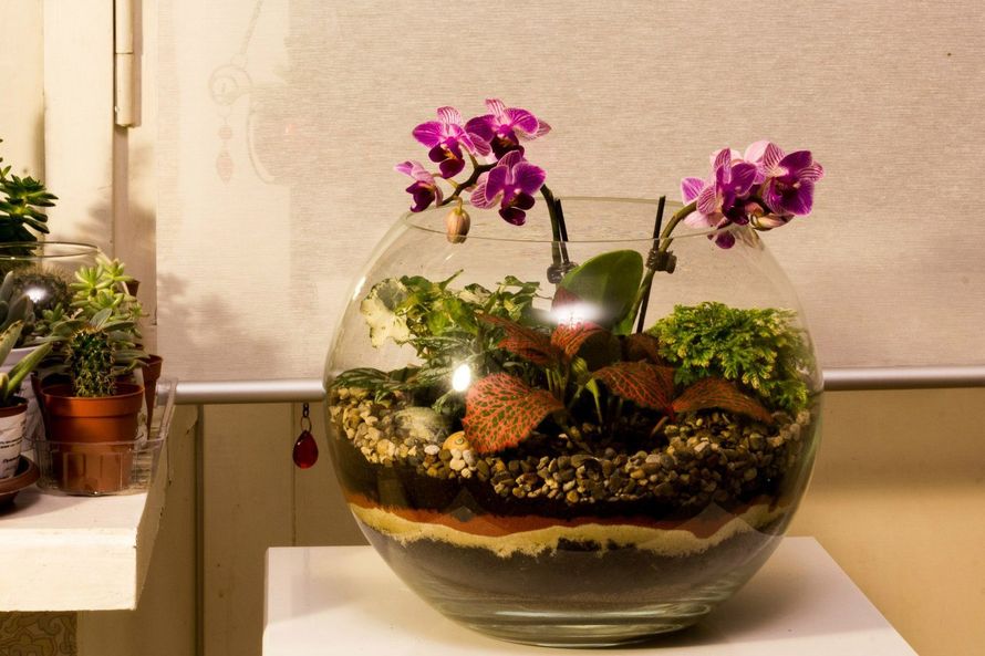 Шар 25 см «Тропический лес» с мини-орхидеями (ваза 7,5 л, ⌀25 см)


#30 - фото 9627918 Мастерская флорариумов Юлии Шумилкиной