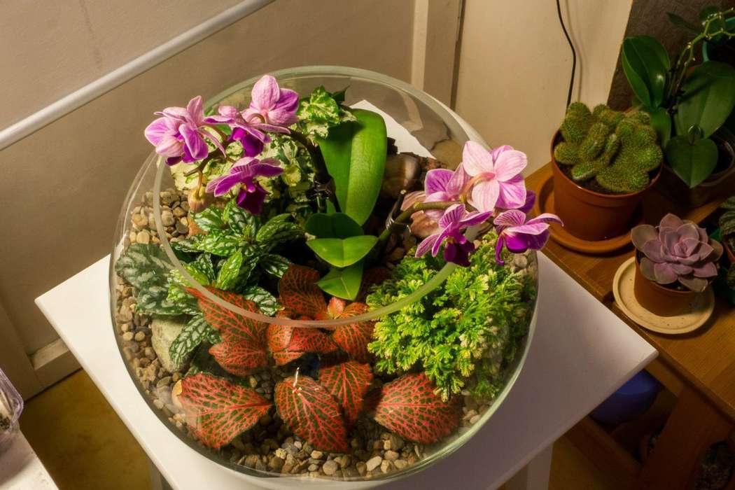 Шар 25 см «Тропический лес» с орхидеями (ваза 7,5 л, ⌀25 см)


#30 - фото 9627920 Мастерская флорариумов Юлии Шумилкиной