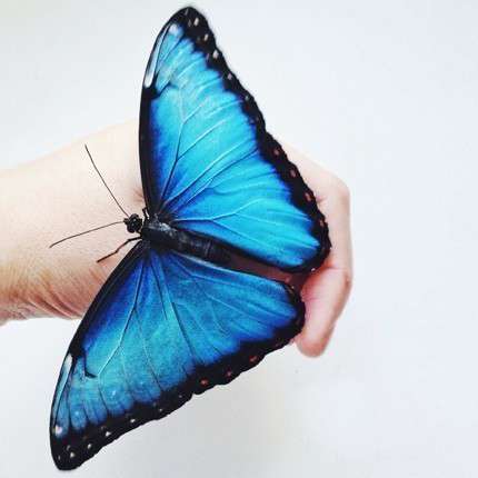 Фото 10875514 в коллекции Наши бабочки - Магазин Живых Бабочек "Миндо"