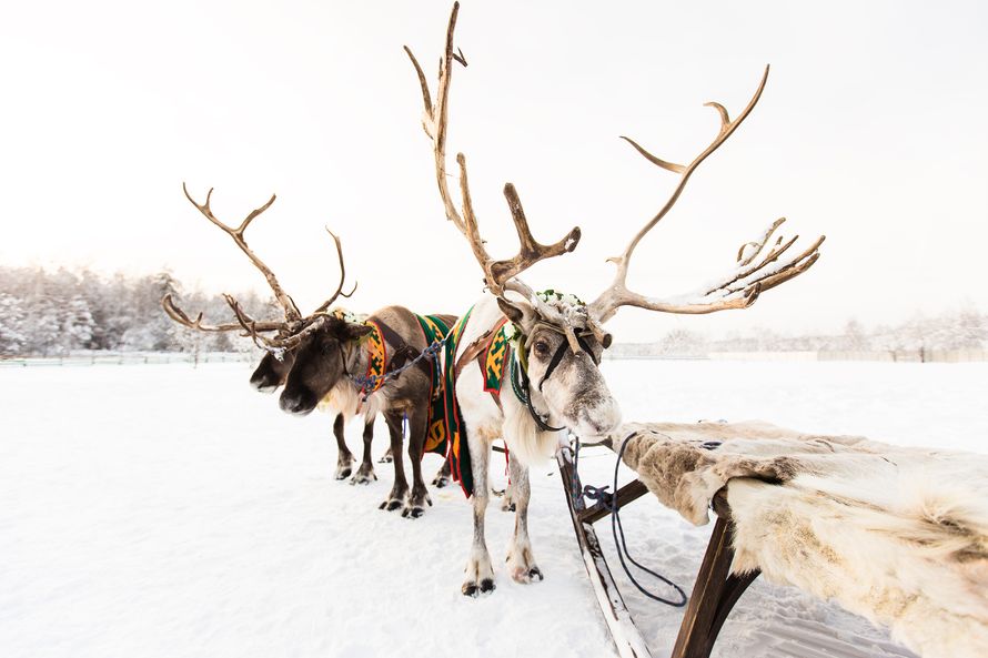 Фото 17612842 в коллекции Свят и Карина - Фотограф Анастасия Коротя